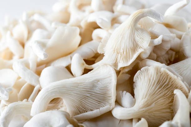 Fresh Oyster Mushroom